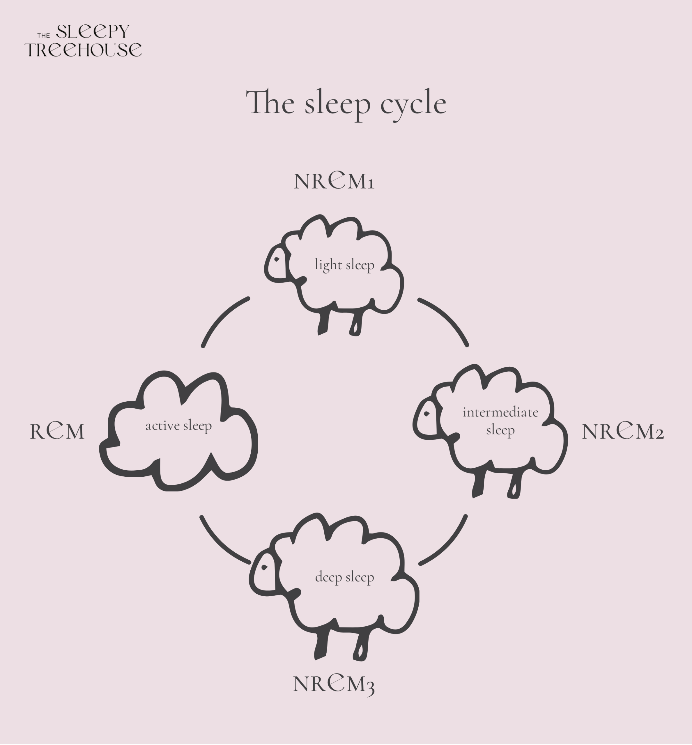 Illustration: the baby's sleep cycle
